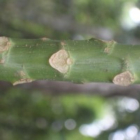 Carica papaya L.